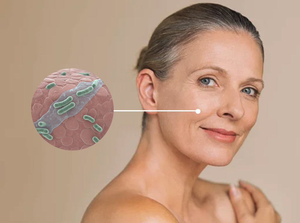 Cuesco de Palta equilibra la flora y microbioma de la piel - KERNEL